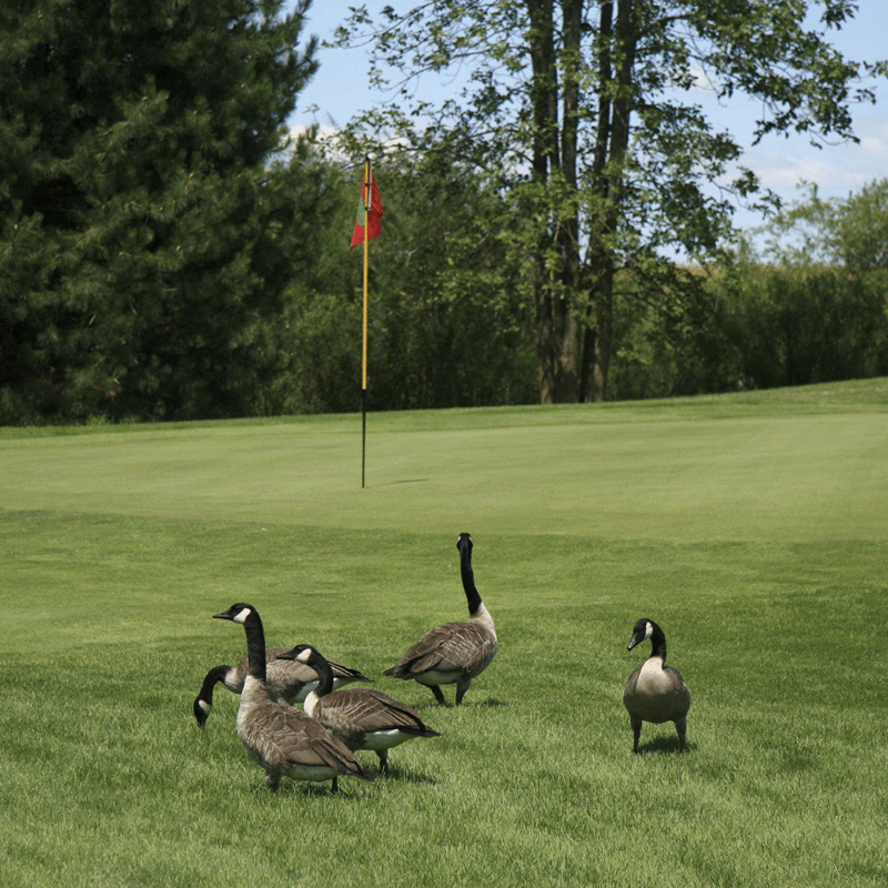 natural canada goose repellent natural canada goose repellent